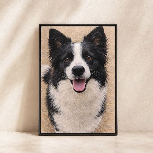 Border Collie · Framed Canvas