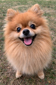Fluffy orange Pomeranian smiling on grass, original before photo used to create a custom pet portrait