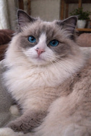 Fluffy Ragdoll cat with blue eyes resting indoors, original before photo for a custom cat portrait