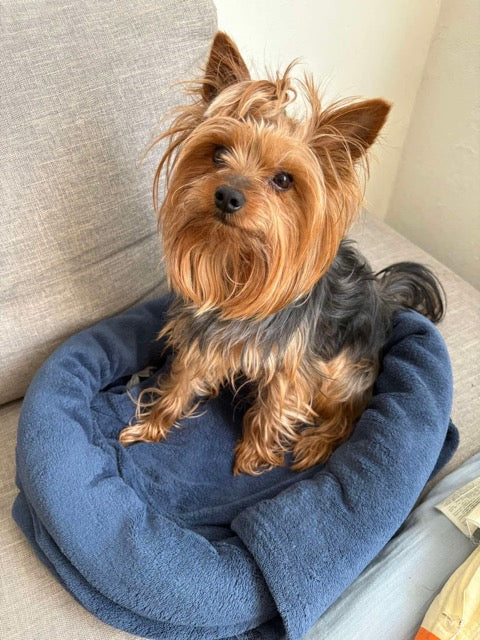 Yorkshire Terrier · Canvas example pet photo